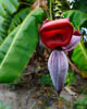 Caribbean Guadeloupe - CCII