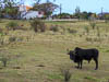 Caribbean Guadeloupe - CCVI