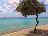 Caribbean Bonaire - DCCCXIV