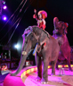 Circus Krone 2016 - XLI